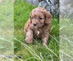 Small Photo #5 Cavapoo Puppy For Sale in GREENVILLE, MO, USA