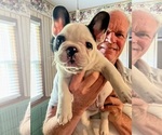 Small Photo #7 French Bulldog Puppy For Sale in KANSAS CITY, MO, USA