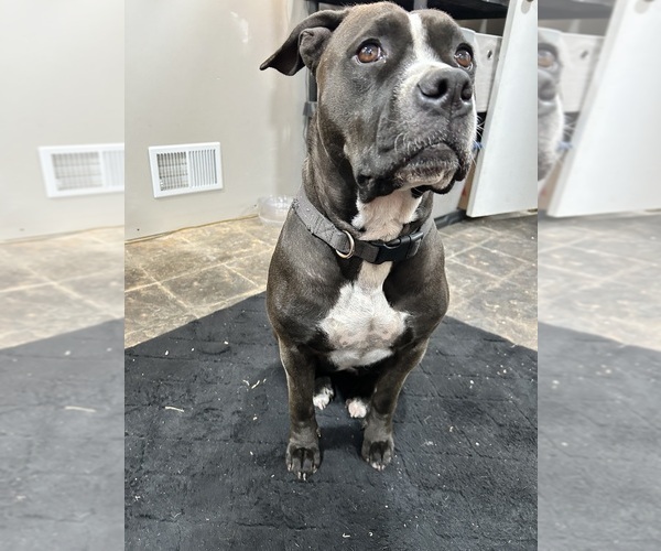 Medium Photo #1 American Bulldog Puppy For Sale in OMAHA, NE, USA