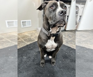 Mother of the American Bulldog puppies born on 04/16/2026