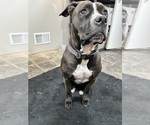 Small Photo #1 American Bulldog Puppy For Sale in OMAHA, NE, USA