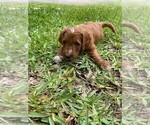 Puppy Pom Pom Goldendoodle