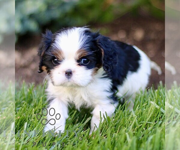 Medium Photo #3 Cavalier King Charles Spaniel Puppy For Sale in CHRISTIANA, PA, USA