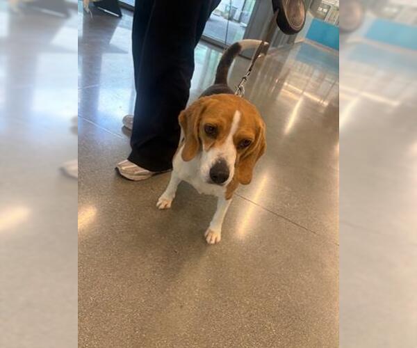Medium Photo #1 Beagle Puppy For Sale in San Martin, CA, USA