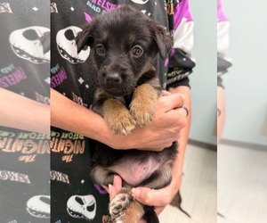 Mutt Dogs for adoption in Holly Springs, NC, USA
