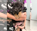 Small Mutt
