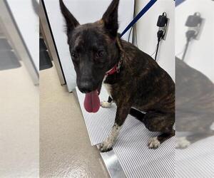 Mutt Dogs for adoption in Baytown, TX, USA