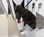 FRISKY - Female Mutt Dog for Adoption - Small photo