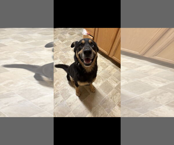 Medium Photo #2 Gerberian Shepsky Puppy For Sale in Kankakee, IL, USA