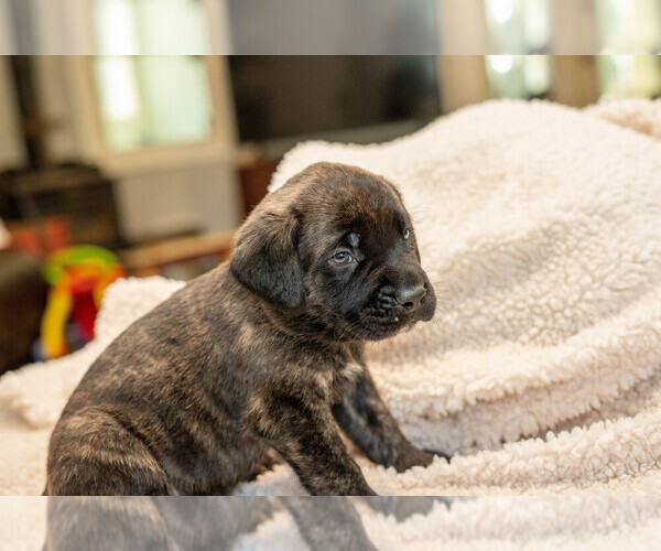 Medium Photo #8 Mastiff Puppy For Sale in WOODSTOCK, GA, USA