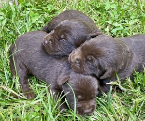Labrador Retriever Puppy for sale in WEAVERVILLE, NC, USA