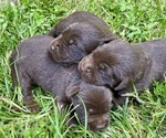 Image preview for Ad Listing. Nickname: Litter of 5