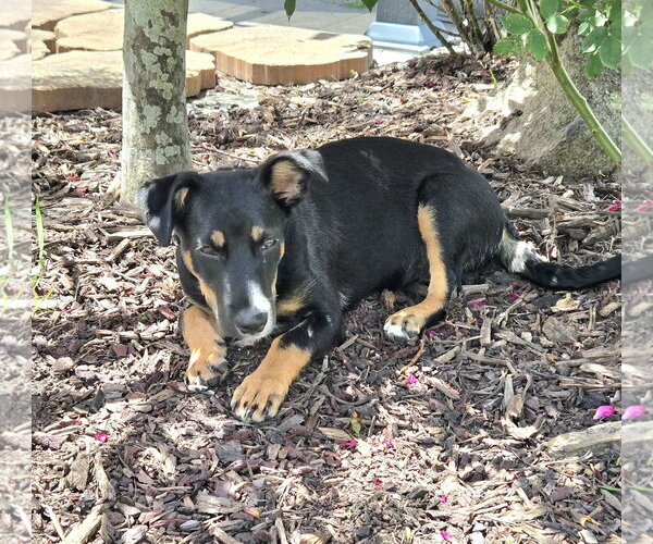 Medium Photo #4 American Rat Pinscher Puppy For Sale in Virginia Beach, VA, USA