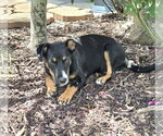 Small #3 American Rat Pinscher