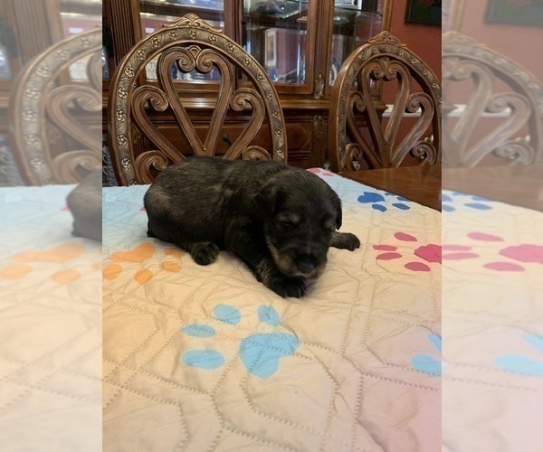 Medium Photo #8 Schnauzer (Giant) Puppy For Sale in SAINT CLOUD, FL, USA