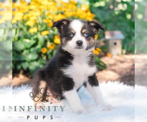 Medium Photo #4 Miniature Australian Shepherd Puppy For Sale in REBERSBURG, PA, USA