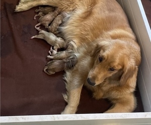 Mother of the Golden Retriever puppies born on 12/10/2022