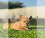 Small #15 French Bulldog