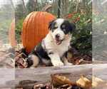 Puppy Atlas Miniature Australian Shepherd