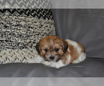 Image preview for Ad Listing. Nickname: Litter of 6