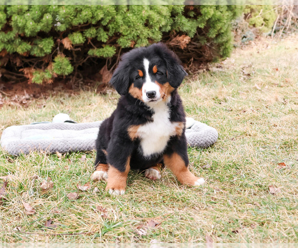 Medium Photo #1 Bernese Mountain Dog Puppy For Sale in SYRACUSE, IN, USA