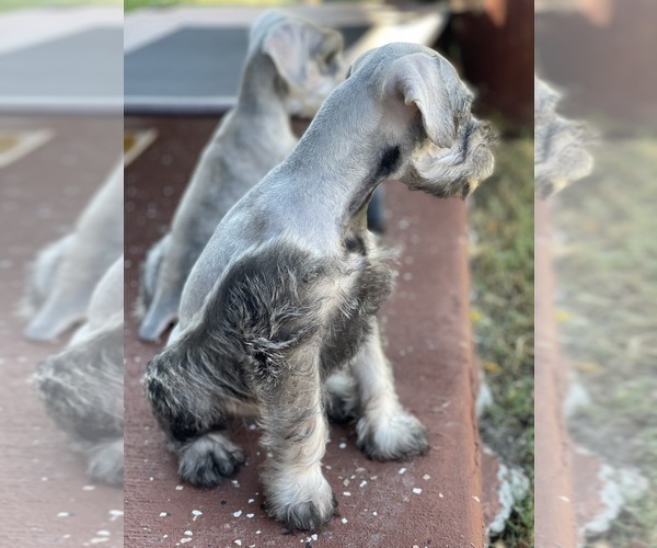 Medium Photo #3 Schnauzer (Miniature) Puppy For Sale in AUBREY, TX, USA