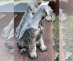 Small Photo #3 Schnauzer (Miniature) Puppy For Sale in AUBREY, TX, USA