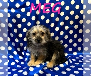 YorkiePoo Puppy for sale in HARTLAND, MN, USA