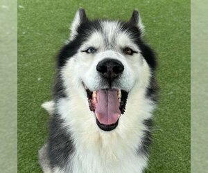 Alusky Dogs for adoption in Camarillo, CA, USA