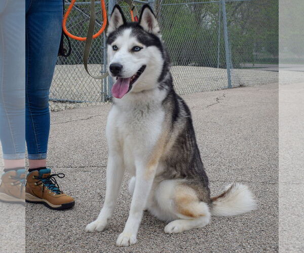 Medium Photo #3 - Mix Puppy For Sale in Huntley, IL, USA
