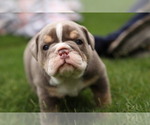 Small Photo #7 Olde English Bulldogge Puppy For Sale in MANSFIELD, GA, USA