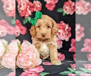 Cocker Spaniel-Poodle (Miniature) Mix Puppy for sale in BIRD IN HAND, PA, USA