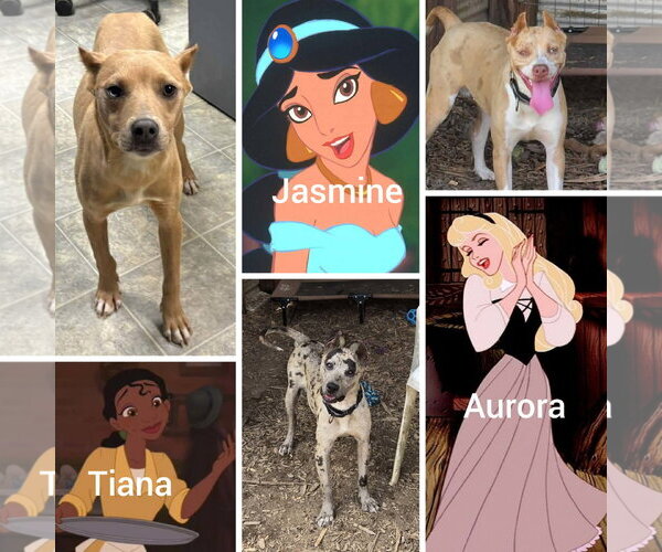 Medium Photo #5 Mutt Puppy For Sale in Rustburg, VA, USA