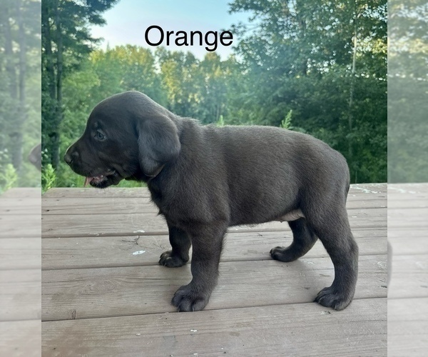 Medium Photo #6 Labrador Retriever Puppy For Sale in STANLEY, WI, USA