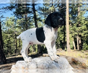 German Shorthaired Pointer Puppy for sale in WOODLAND PARK, CO, USA
