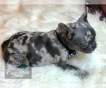 Small Photo #32 French Bulldog Puppy For Sale in BUCKS BAR, CA, USA