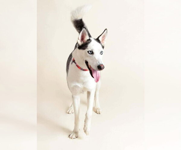 Medium Photo #2 Siberian Husky Puppy For Sale in Oak Bluffs, MA, USA