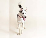 Small Photo #2 Siberian Husky Puppy For Sale in Oak Bluffs, MA, USA