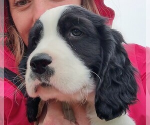 English Springer Spaniel Puppy for Sale in NAMPA, Idaho USA