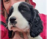 Image preview for Ad Listing. Nickname: Wayne