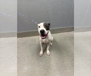 Mutt Dogs for adoption in Las Vegas, NV, USA