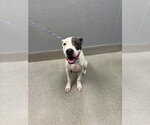 Small Mutt