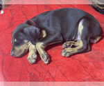 Small Photo #7 Doberman Pinscher Puppy For Sale in SAN DIEGO, CA, USA