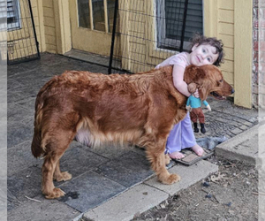 Mother of the Golden Retriever puppies born on 04/30/2025