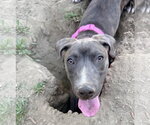 Small #1 American Staffordshire Terrier-Weimaraner Mix