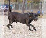 Small Labrador Retriever