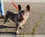 Small French Bulldog
