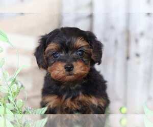 Yorkshire Terrier Puppy for sale in MOUNT VERNON, OH, USA