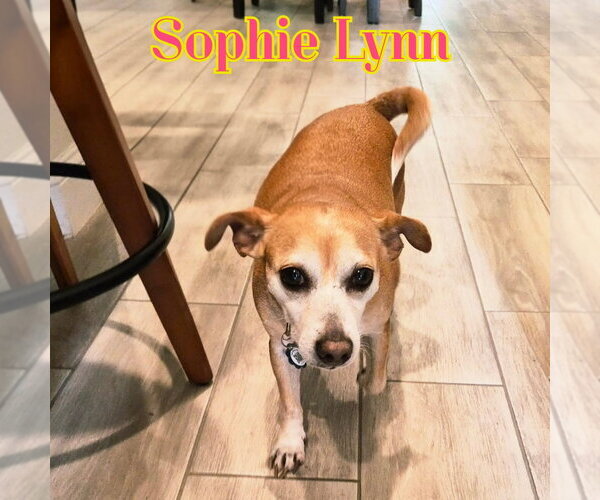 Medium Photo #15 Chiweenie Puppy For Sale in San Antonio, TX, USA