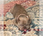 Small Photo #3 French Bulldog-Unknown Mix Puppy For Sale in Spring Lake, NC, USA